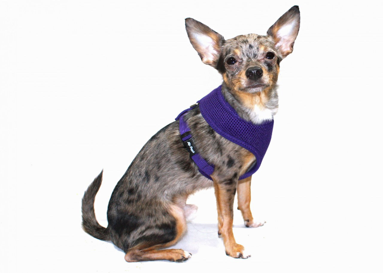 Picture of OLD STYLE - Ultra Comfort Purple Mesh Harness Vest