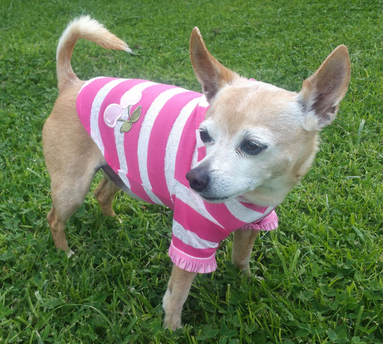 Picture of Pink Stripe Cherry Hoodie