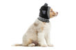 Picture of NFL Knit Pet Hat - Raiders