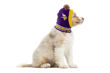 Picture of NFL Knit Pet Hat - Vikings