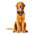 Picture of NFL Bandana - Bears