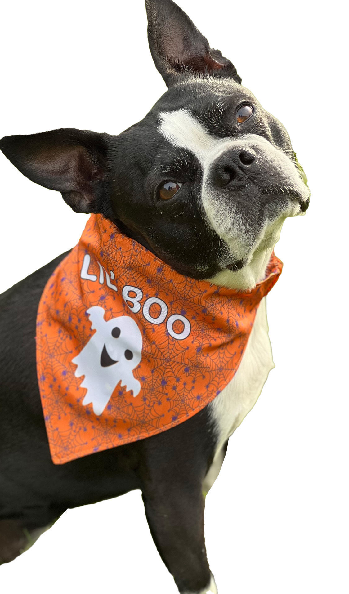 Picture of Two Sided Bandana - Trick or Treat